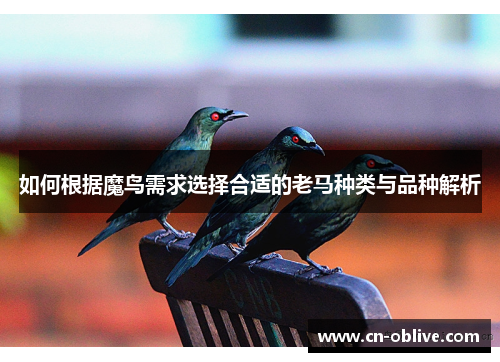 如何根据魔鸟需求选择合适的老马种类与品种解析